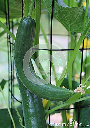 A Curved Cucumber Growing in a Summer Garden Stock Photo