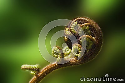 Curved fern frond Stock Photo