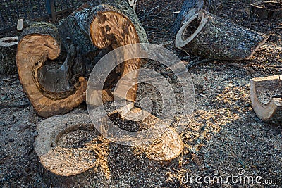 Curved and figurate sawed wood of a big tree trunk Stock Photo