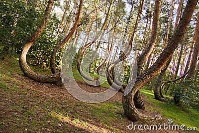 Curved forest Stock Photo