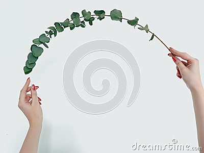 Curved green branch hands twig nature floristics Stock Photo