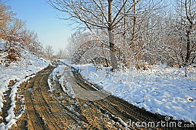 Curved muddy road through forest Stock Photo