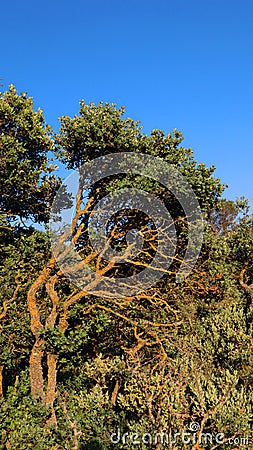 Curved oak tree in the mountains covered with orange lichen against the blue sky, intertwining branches, Ilex rotundifolia Stock Photo