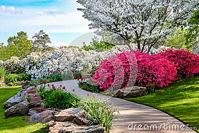 Curved path through banks of Azeleas and under dogwood trees with tulips under a blue sky - Beauty in nature Stock Photo