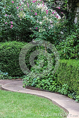 Curved paved pathway through garden with lawn and vines and a crepe myrtle and hedges and rose of sharon Stock Photo