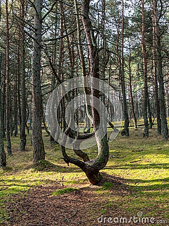 Curved pine forest, mystical pine forest, Curonian Spit Stock Photo