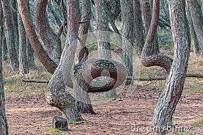 Curved pine forest, mystical pine forest, Curonian Spit Stock Photo