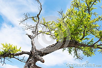 Curved pine trees on the sandy shore of the lake. Landscape. Stock Photo