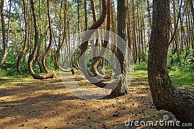 Curved Polish forest Stock Photo