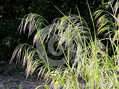 Curved spikelets of Drooping brome or cheatgrass Stock Photo