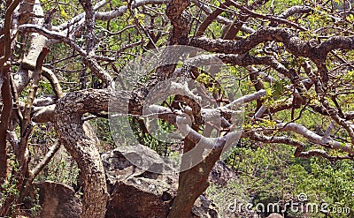 Curved tree branches Stock Photo