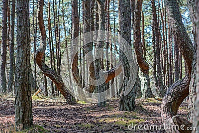 curved tree trunks, forest growth anomaly, crooked trees Stock Photo