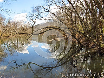Curvey Branches Reflected in a Tennessee Lake Stock Photo