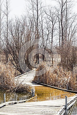 Curving boardwalk through a springtime marsh Stock Photo