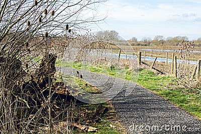 Curvy path at Floodplain Forest with dried thistles on the side Stock Photo