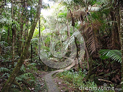 Curvy Path in Tropical rainforest Stock Photo