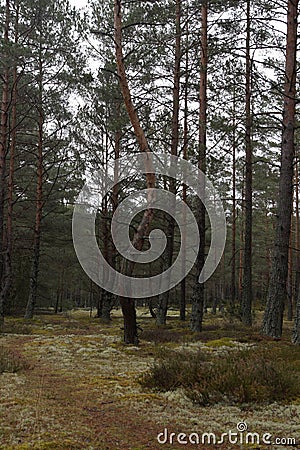 curvy pine trunk Stock Photo