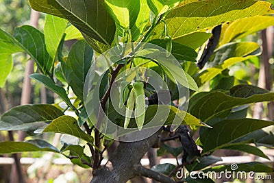 Custard Apple flower Stock Photo