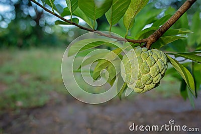 Custard apple growing on tree Stock Photo