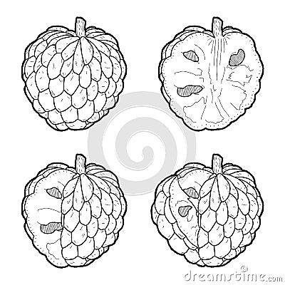 Custard Apple Vector Illustration Hand Drawn Fruit Cartoon Art Vector Illustration