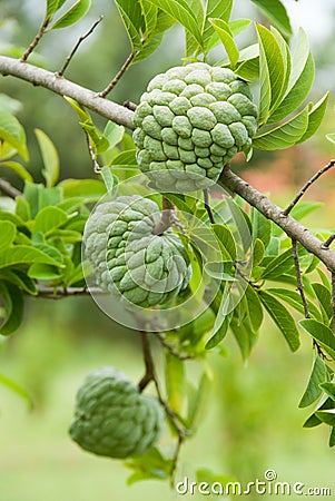 Custard apples Stock Photo