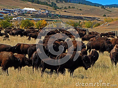 Custer State Park Annual Buffalo Bison Roundup Stock Photo