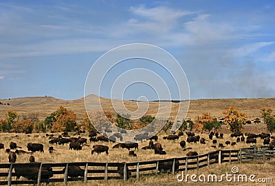 Custer State Park Annual Buffalo Bison Roundup Stock Photo
