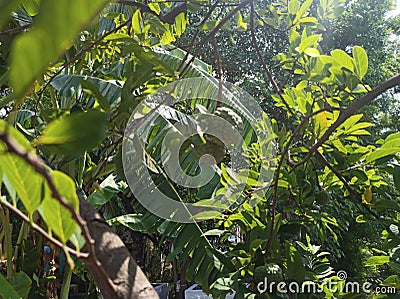 Custered apple tree Stock Photo