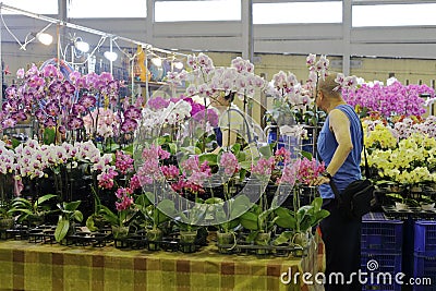 Customer buy phalaenopsis in flower market of taipei city Editorial Stock Photo