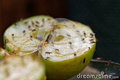 A cut apple has attracted fruit flies to feed on it Stock Photo