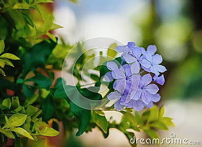 A cut and beautil flower in a nice garden. Stock Photo