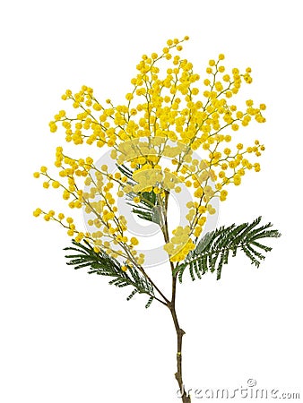 cut branch of fresh flowering mimosa, yellow acacia Stock Photo