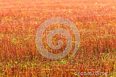 Cut buckwheat after the harvest, red stems in the field Stock Photo