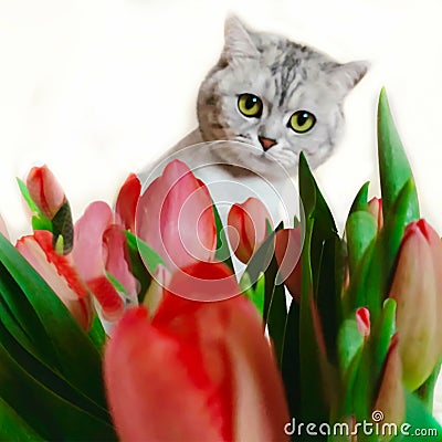 Cut Cat Funny Animal ,Funny kitty With Red Flowers ,Women`s day tulip bouquet,greeting card ,spring Season holiday Tulip Stock Photo
