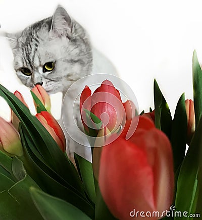 Cut Cat With Red Flowers ,Women`s day tulip bouquet,greeting card ,spring Season holiday celebrating Tulip Bouquet Women`s ,day Stock Photo