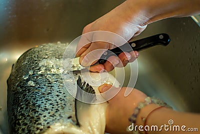 Cut and clean the fresh river or lake fish in yellow gloves from scale and fins on the wooden desk on the fish market before for m Stock Photo