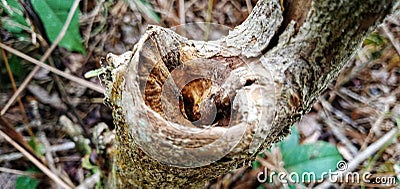 cut of coffee tree with perforated internodes Stock Photo