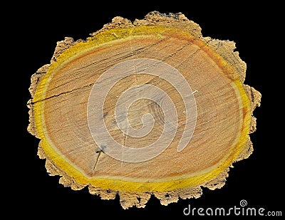 Cut of cork tree 11 Stock Photo