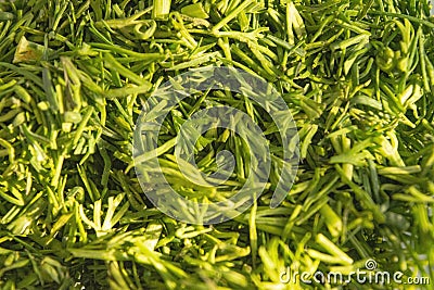 Cut dill surface texture. Close up. Background image Stock Photo