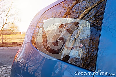 Cut dog puppy left alone in locked car Stock Photo