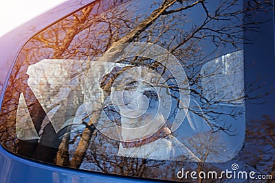 Cut dog puppy left alone in locked car Stock Photo