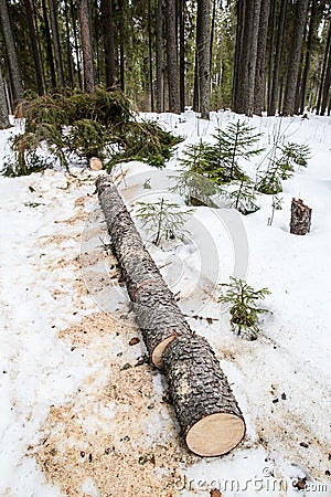 Cut down spruce tree lying in the snow Stock Photo