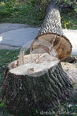 cut down tree Stock Photo