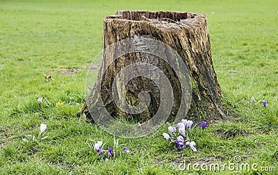 Cut down tree stump Stock Photo