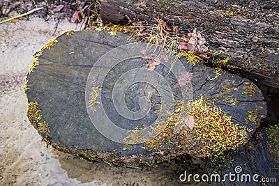 Cut down tree trunk Stock Photo