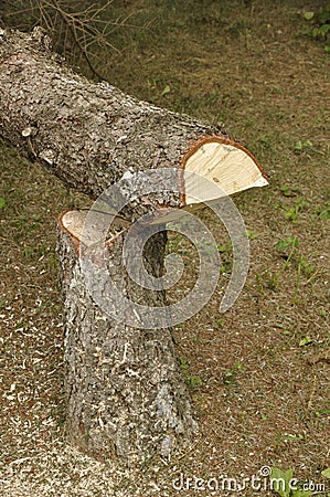 Cut down tree trunk and stump Stock Photo