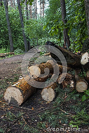 Cut down tree trunks lie by the road, illegal logging, clearing the territory from the effects of the hurricane. Stock Photo