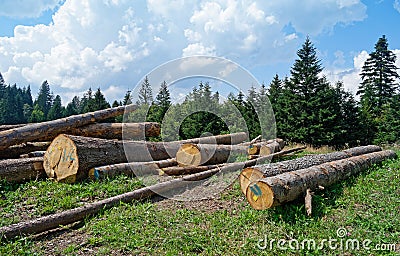 Cut down trees in evergreen forest Stock Photo