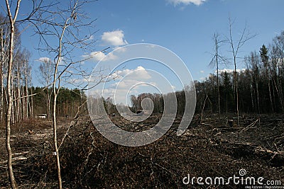 Cut down trees in the Khimki forest Editorial Stock Photo