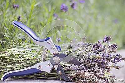 Cut dry lavender inflorescences and a garden pruner Stock Photo